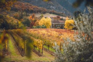 After the harvest, the magic of foliage in vineyards: wine is tasted also through eyes