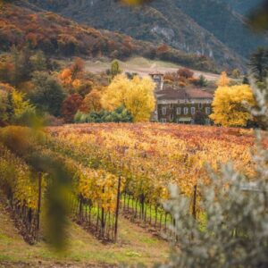 After the harvest, the magic of foliage in vineyards: wine is tasted also through eyes