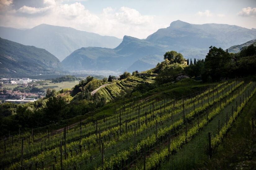 I vigneti del Trentodoc (credit: Alice Russolo)