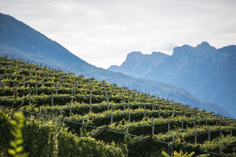 I vigneti del Trentodoc (credit: Alice Russolo)