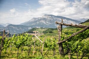 Tra i turisti del Belpaese, italiani e stranieri, cresce l’apprezzamento per il settore vitivinicolo Tra i turisti del Belpaese, italiani e stranieri, cresce l’apprezzamento per il settore vitivinicolo