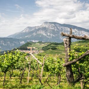 Among tourists of Italy, both Italians and foreigners, the appreciation for wine sector grows
