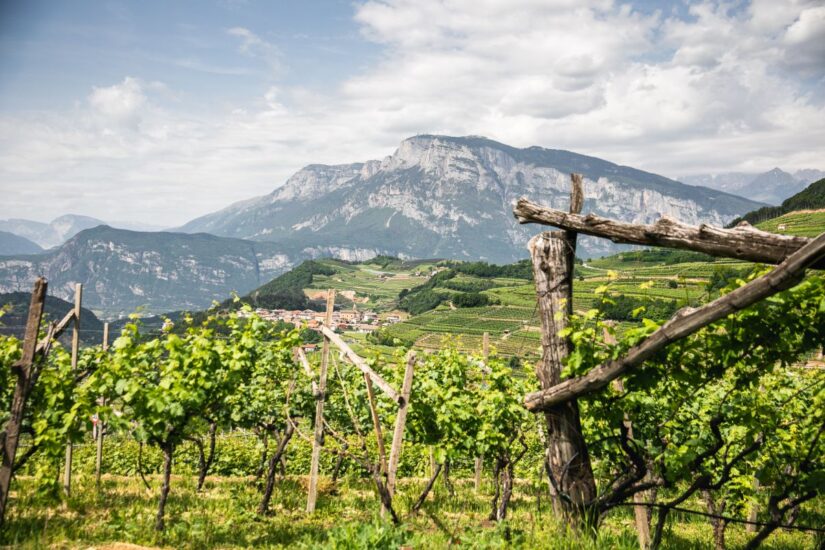 I vigneti del Trentodoc (credit: Alice Russolo)