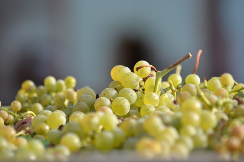 Grappoli di Chardonnay da cui nasce il Trentodoc