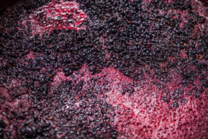 Vendemmia 2025, stime a ribasso: 44 milioni di ettolitri, secondo Legacoop Agroalimentare Vendemmia 2025, stime a ribasso: 44 milioni di ettolitri, secondo Legacoop Agroalimentare