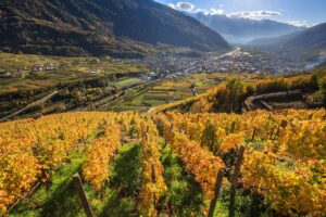 Il vino ed il futuro della Valtellina, il territorio di montagna più “mediterraneo” che ci sia Il vino ed il futuro della Valtellina, il territorio di montagna più “mediterraneo” che ci sia