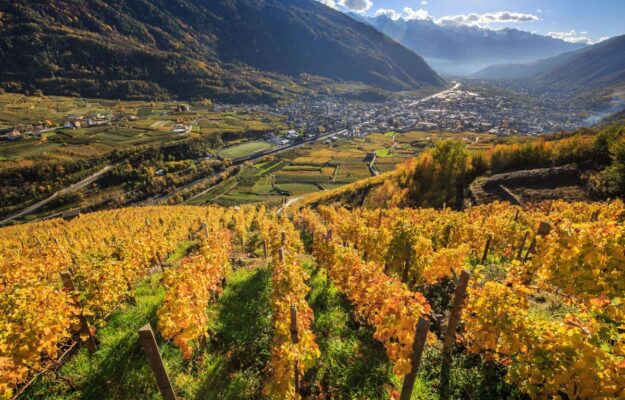 Il vino ed il futuro della Valtellina, il territorio di montagna più “mediterraneo” che ci sia