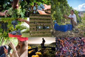 Italy towards a too abundant 2025 harvest: 47 million hectoliters, but quality is high