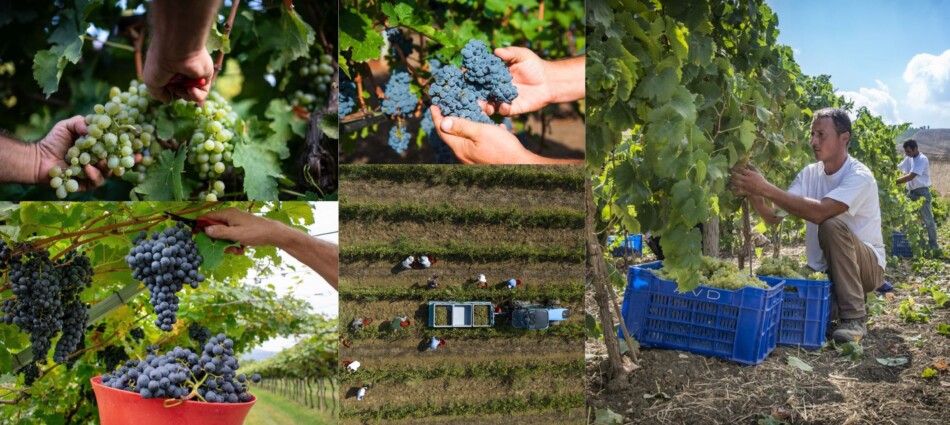 L’Italia verso una vendemmia 2025 (fin troppo) abbondante, da 47 milioni di ettolitri, ma di qualità