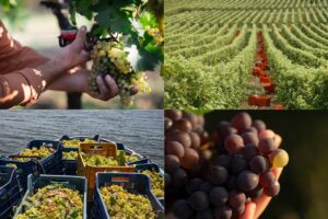 La vendemmia al tempo dei social, un “mosaico” di alcune delle immagini più belle delle cantine La vendemmia al tempo dei social, un “mosaico” di alcune delle immagini più belle delle cantine