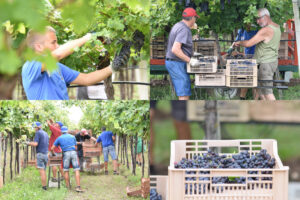 La vendemmia in Italia “si tinge di rosso”: al via la Valpolicella, tra qualità ottima e meno volume La vendemmia in Italia “si tinge di rosso”: al via la Valpolicella, tra qualità ottima e meno volume