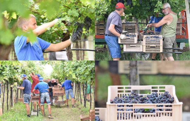 AMARONE DELLA VALPOLICELLA, CHRISTIAN MARCHESINI, CONSORZIO VINI VALPOLICELLA, RECIOTO, RIPASSO, VALPOLICELLA, VENDEMMIA 2025, VINI ROSSI, Italia