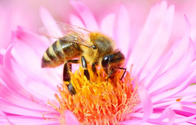 L’ape mellifera selvatica riconosciuta come “in pericolo” nella “Lista ...