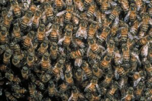 Api e altri insetti in pericolo: nasce la coalizione internazionale per salvare gli impollinatori Api e altri insetti in pericolo: nasce la coalizione internazionale per salvare gli impollinatori