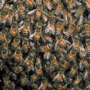 Api e altri insetti in pericolo: nasce la coalizione internazionale per salvare gli impollinatori