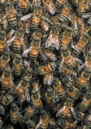 Api e altri insetti in pericolo: nasce la coalizione internazionale per salvare gli impollinatori