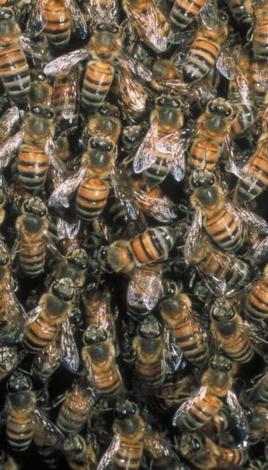 Api e altri insetti in pericolo: nasce la coalizione internazionale per salvare gli impollinatori