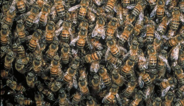 Api e altri insetti in pericolo: nasce la coalizione internazionale per salvare gli impollinatori