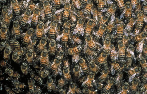 Api e altri insetti in pericolo: nasce la coalizione internazionale per salvare gli impollinatori API, BIODIVERSITÀ, IMPOLLINATORI, Life PolliNetwork, Non Solo Vino
