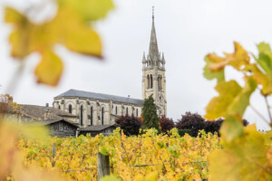 Bordeaux, il piano estirpazioni è di oltre 12.000 ettari di vigneti. Ma si pensa già ad altri 5.400 Bordeaux, il piano estirpazioni è di oltre 12.000 ettari di vigneti. Ma si pensa già ad altri 5.400