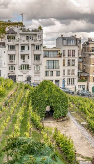 Se Bordeaux si prende “cura” dei vigneti di Parigi e del Clos Montmartre, la vigna urbana più famosa