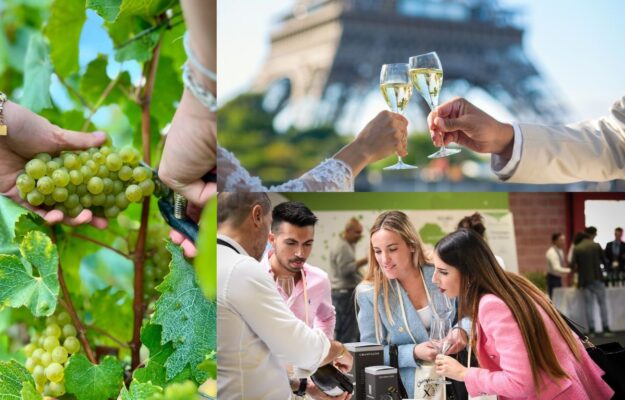 CHAMPAGNE, CHAMPAGNE EXPERIENCE, EXCELLENCE SIDI, FRANCIA, MERCATO, VENDEMMIA, vino, Italia
