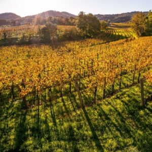 Sapori & foliage d’autunno nei territori del vino, da “Collio Evolution” a “Barolo en Primeur”