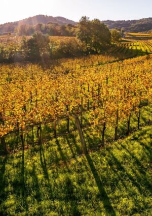 Sapori & foliage d’autunno nei territori del vino, da “Collio Evolution” a “Barolo en Primeur”