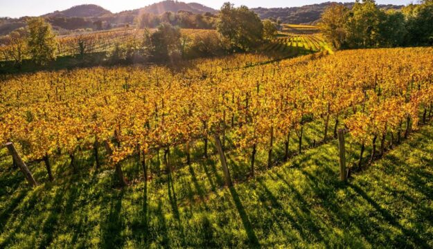 Sapori & foliage d’autunno nei territori del vino, da “Collio Evolution” a “Barolo en Primeur”