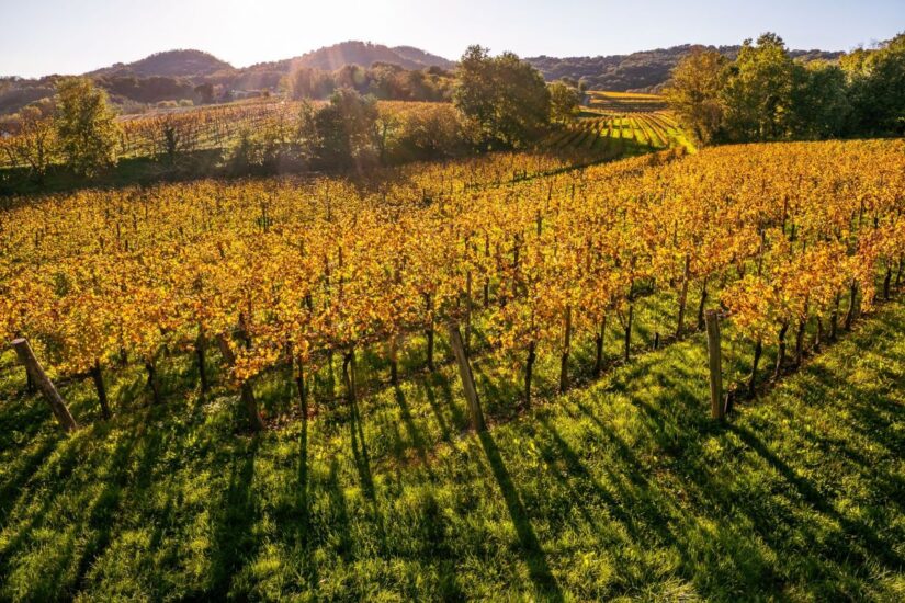 Nella magia del foliage, i grandi vini bianchi friulani sono i protagonisti di “Collio Evolution” a Cormòns firmato dal Consorzio 