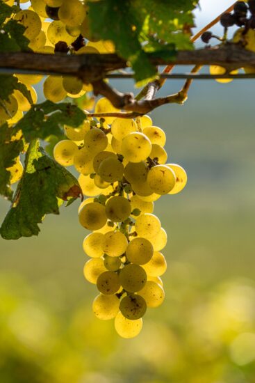 Il Collio, tra i territori bianchisti più amati dai wine lovers