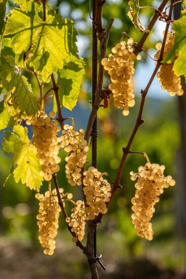 Il Collio, tra i territori bianchisti più amati dai wine lovers
