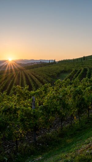Il Collio tra i territori bianchisti più amati dai wine lovers, ma che deve raccontarsi meglio