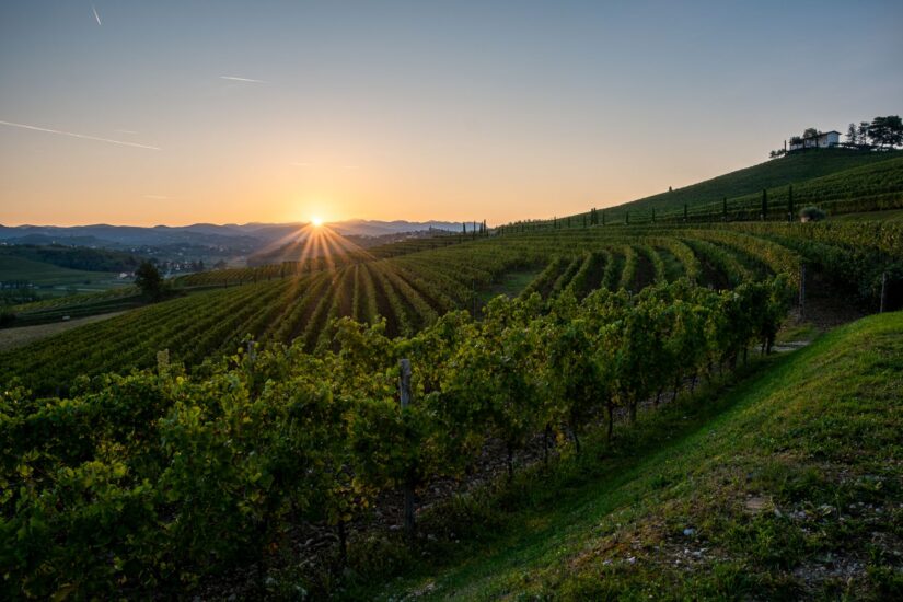Il Collio, tra i territori bianchisti più amati dai wine lovers