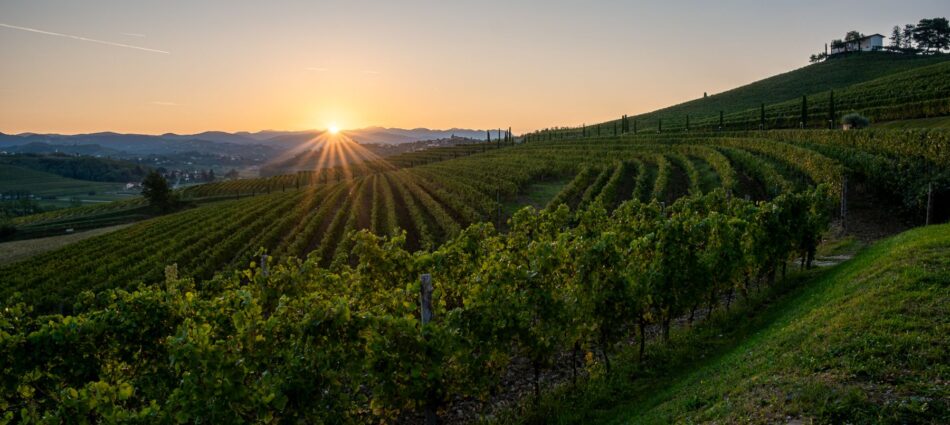 Il Collio tra i territori bianchisti più amati dai wine lovers. Che deve raccontarsi meglio
