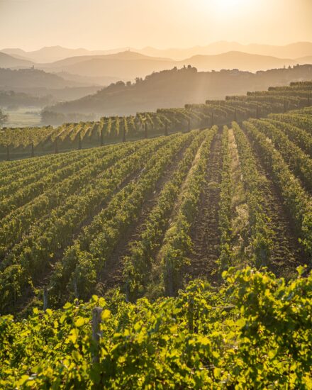 Il Collio, tra iIl Collio, tra i territori bianchisti più amati dai wine lovers territori bianchisti più amati dai wine lovers