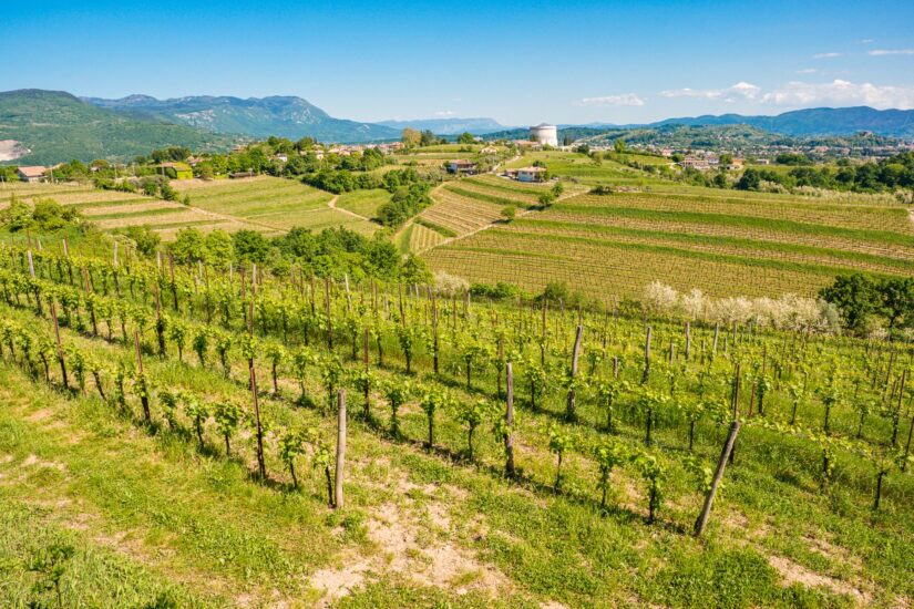 Il Collio, tra i territori bianchisti più amati dai wine lovers