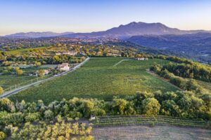 La grande finanza investe ancora nel vino made in Italy di successo, per farlo crescere La grande finanza investe ancora nel vino made in Italy di successo, per farlo crescere