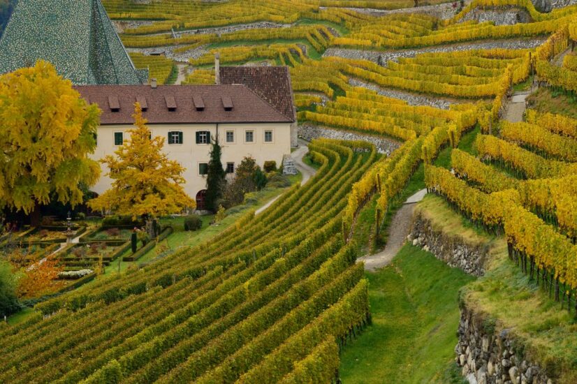 “Il vino in Alto Adige: la storia di una rinascita” raccontata dai produttori del Consorzio Vini Alto Adige in un film in proiezione a Bolzano (ph: Albert Ceolan)
