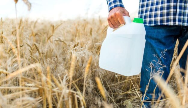 Il 99% dei campi di grano in Europa è contaminato da pesticidi, compresi quelli biologici