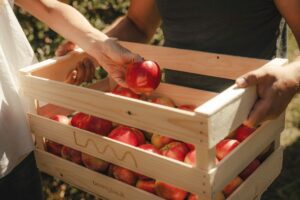 Coop e Origin Italia fanno squadra per rafforzare e valorizzare l&rsquo;ortofrutta italiana Dop e Igp