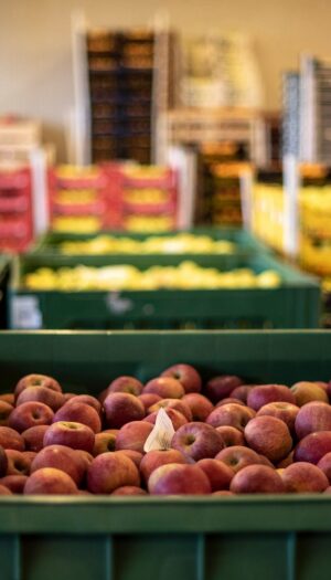 L’ortofrutta, leader nei mercati all’ingrosso, vale il 20% del carrello della spesa in Italia