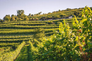 “Sos Marzemino”: Vallagarina producers and institutions of the territory stand together “Sos Marzemino”: Vallagarina producers and institutions of the territory stand together
