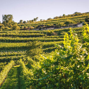 “Sos Marzemino”: Vallagarina producers and institutions of the territory stand together