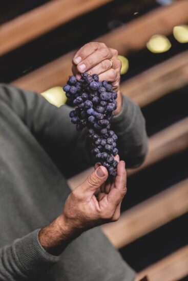 I vignaioli della Valle dei Laghi si raccontano con “Reboro, territorio & passione” ed ospitano in cantina i produttori del Chianti Classico