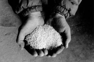 Slow Rice: nasce la rete per una risicoltura agroecologica e sostenibile Slow Rice: nasce la rete per una risicoltura agroecologica e sostenibile