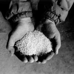 Slow Rice: nasce la rete per una risicoltura agroecologica e sostenibile