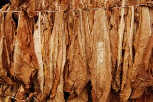 Nasce Filiera Tabacchicola Italiana, colosso da 2,2 miliardi di euro nel settore agroindustriale Nasce Filiera Tabacchicola Italiana, colosso da 2,2 miliardi di euro nel settore agroindustriale
