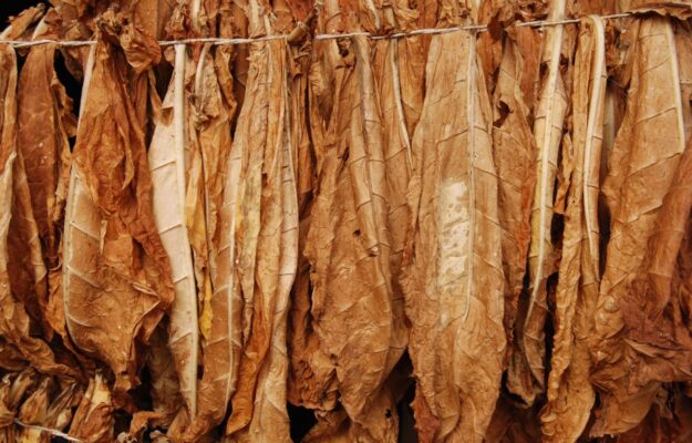 AGRICOLTURA, CESARE TRIPPELLA, FILIERA ITALIA, FILIERA TABACCHICOLA ITALIANA, INDUSTRIA ALIMENTARE, LUIGI SCORDAMAGLIA, MADE IN ITALY, TABACCO, Non Solo Vino