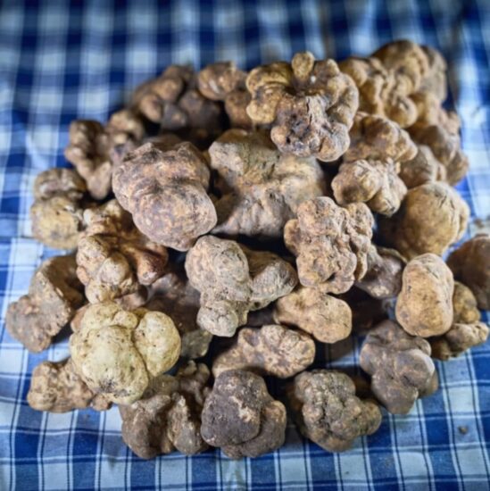 Il tartufo bianco delle Crete Senesi 
